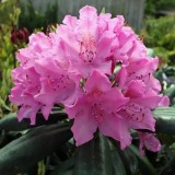 Рододендрон 'Roseum Elegans' (Розеум Елеганс) 40 см С5